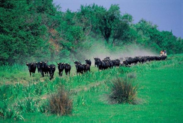 Joli Mazet Provençal de Camargue Arles Exterior foto