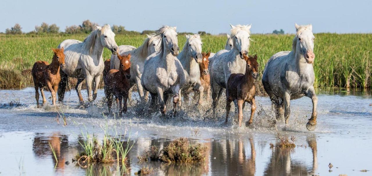 Joli Mazet Provençal de Camargue Arles Exterior foto